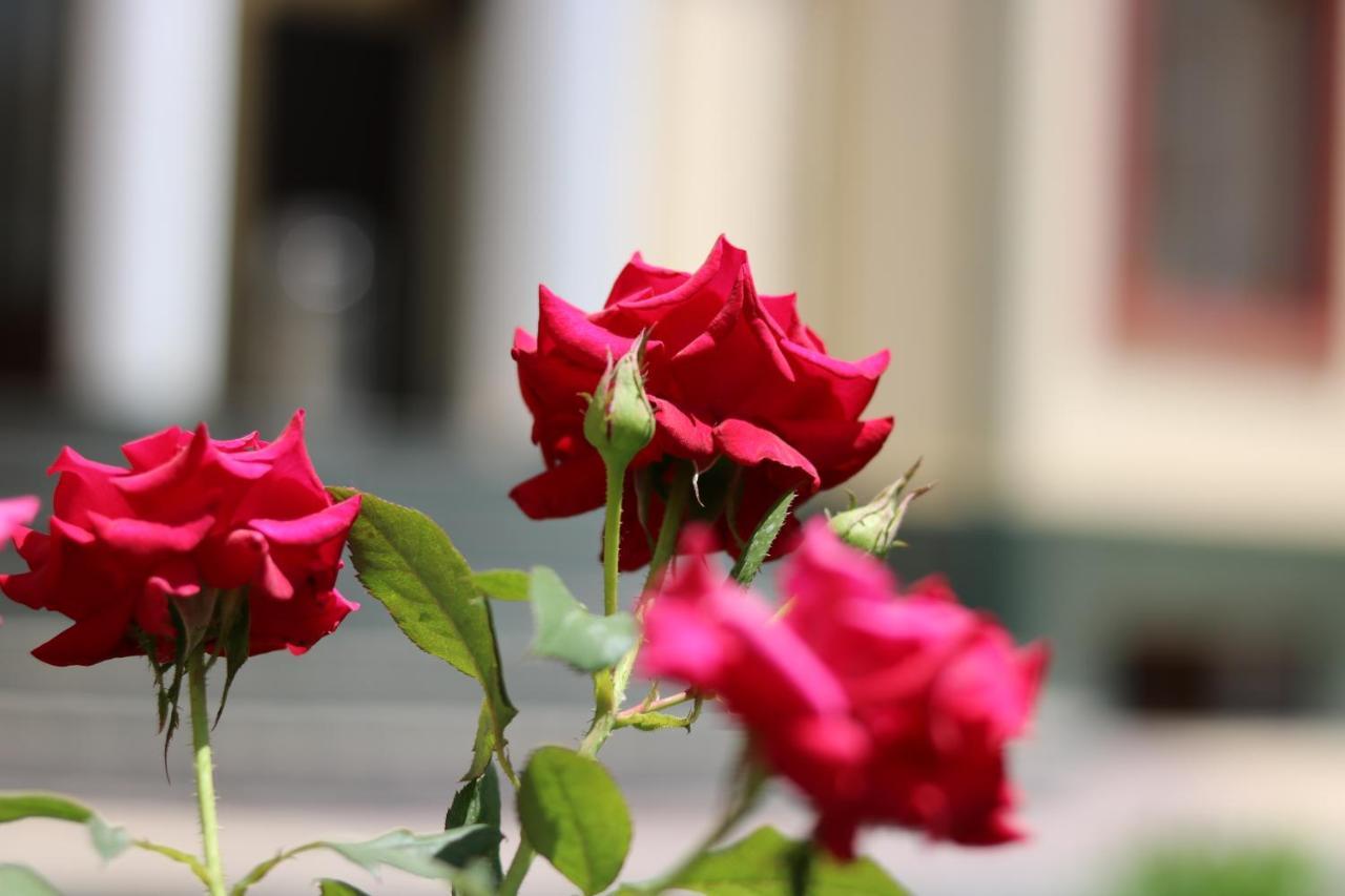 Chinor Garden Hotel - Free Airport Pick-Up And Drop-Off Tachkent Extérieur photo