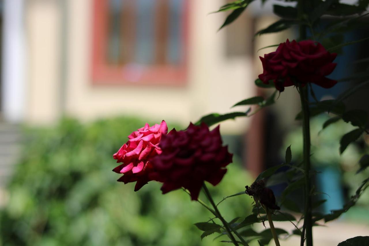Chinor Garden Hotel - Free Airport Pick-Up And Drop-Off Tachkent Extérieur photo
